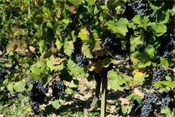 exportación vino