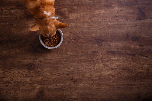 informesectorialdealimentaciónparaanimalesdecompañíaen
