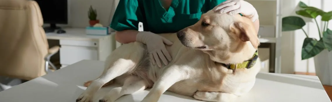 Servicios veterinarios