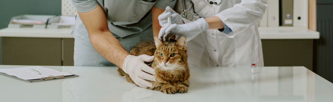 Clínicas Veterinarias 2026