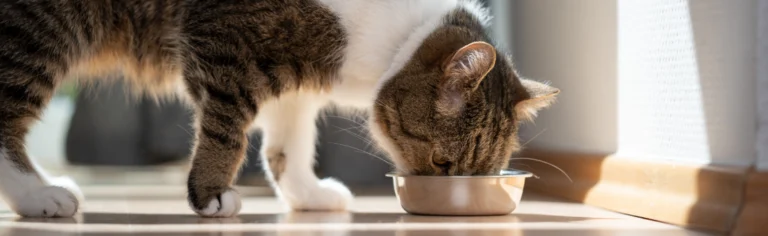 Alimentación para Animales de Compañía