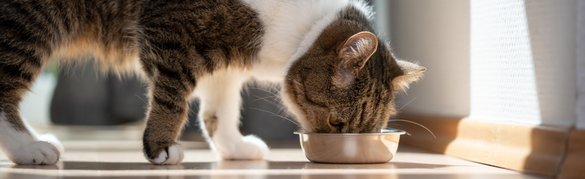 Alimentación para Animales de Compañía